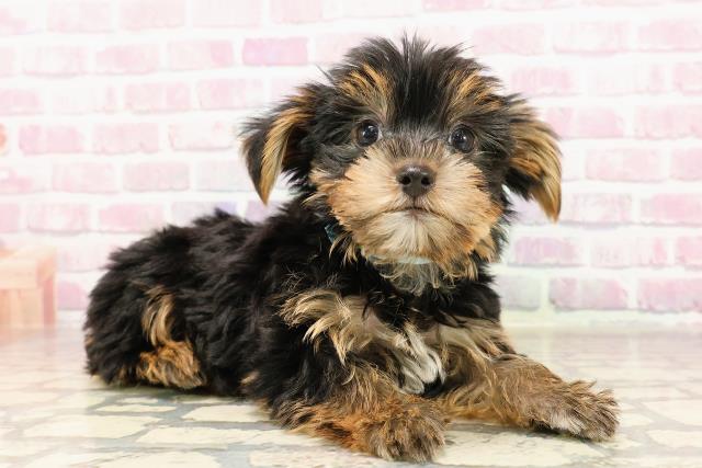 静岡県のヨークシャーテリア (Coo&RIKU浜松店/2025年6月5日生まれ/男の子/スチールブルータン)の子犬の3枚目の画像