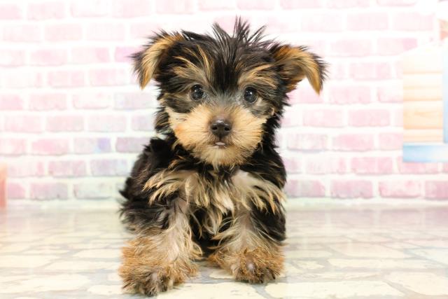 千葉県のヨークシャーテリア (Coo&RIKU流山店/2025年6月5日生まれ/男の子/スチールブルータン)の子犬