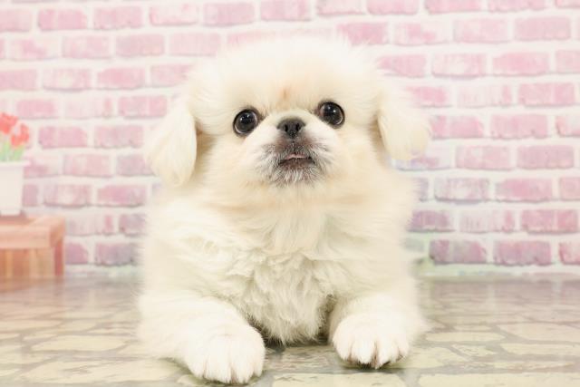 岩手県のペキニーズ (Coo&RIKU岩手盛岡店/2025年6月5日生まれ/男の子/クリーム)の子犬の1枚目の画像