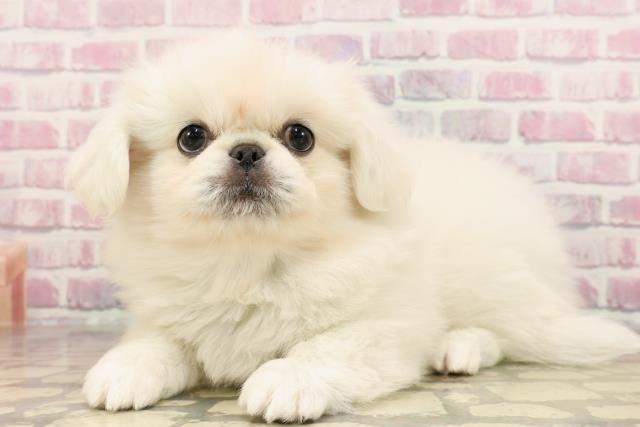 岩手県のペキニーズ (Coo&RIKU岩手盛岡店/2025年6月5日生まれ/男の子/クリーム)の子犬の2枚目の画像