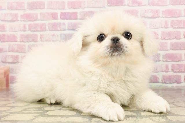 岩手県のペキニーズ (Coo&RIKU岩手盛岡店/2025年6月5日生まれ/男の子/クリーム)の子犬の3枚目の画像