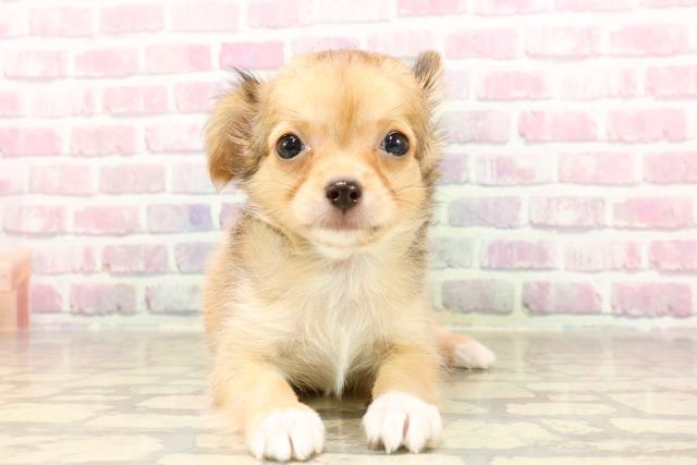 東京都のチワワ(ロング) (Coo&RIKU板橋店/2025年6月8日生まれ/男の子/レッドホワイト)の子犬の1枚目の画像