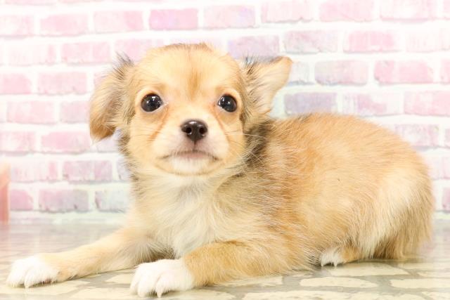 東京都のチワワ(ロング) (Coo&RIKU板橋店/2025年6月8日生まれ/男の子/レッドホワイト)の子犬の2枚目の画像