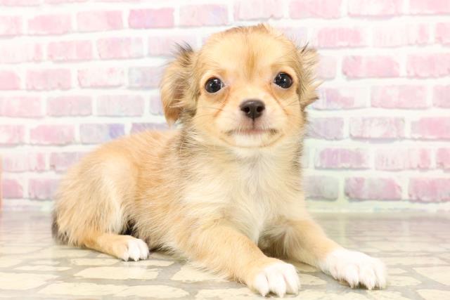 東京都のチワワ(ロング) (Coo&RIKU板橋店/2025年6月8日生まれ/男の子/レッドホワイト)の子犬の3枚目の画像