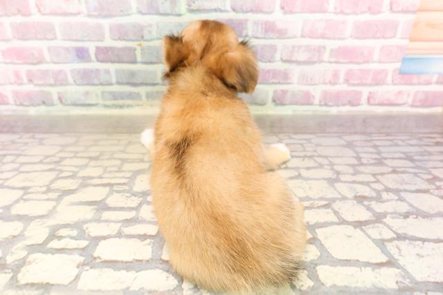 東京都のチワワ(ロング) (Coo&RIKU板橋店/2025年6月8日生まれ/男の子/レッドホワイト)の子犬の4枚目の画像