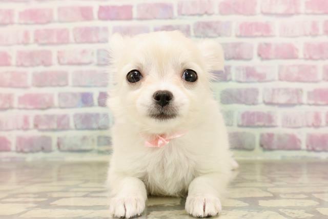 静岡県のチワワ(ロング) (Coo&RIKU浜松店/2025年6月8日生まれ/女の子/クリーム)の子犬の1枚目の画像