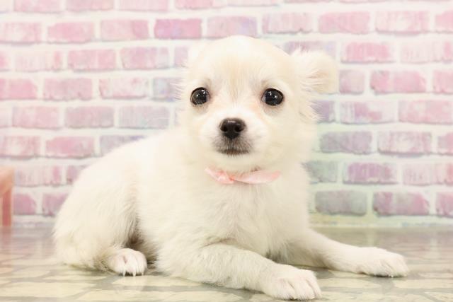 静岡県のチワワ(ロング) (Coo&RIKU浜松店/2025年6月8日生まれ/女の子/クリーム)の子犬の3枚目の画像