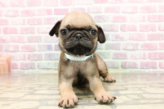 静岡県のパグ (Coo&RIKU藤枝店/2025年6月9日生まれ/男の子/フォーン)の子犬の1枚目の画像