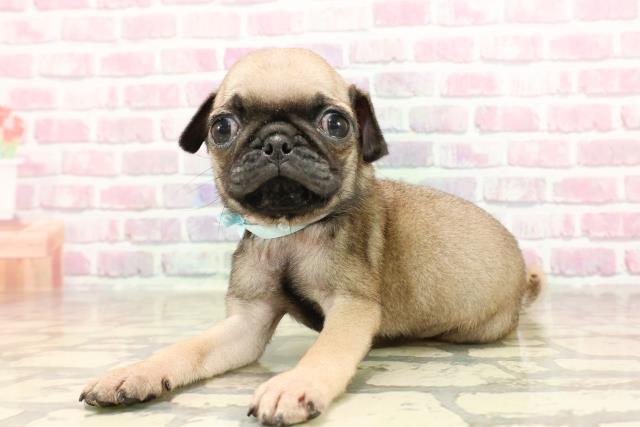 静岡県のパグ (Coo&RIKU藤枝店/2025年6月9日生まれ/男の子/フォーン)の子犬の2枚目の画像