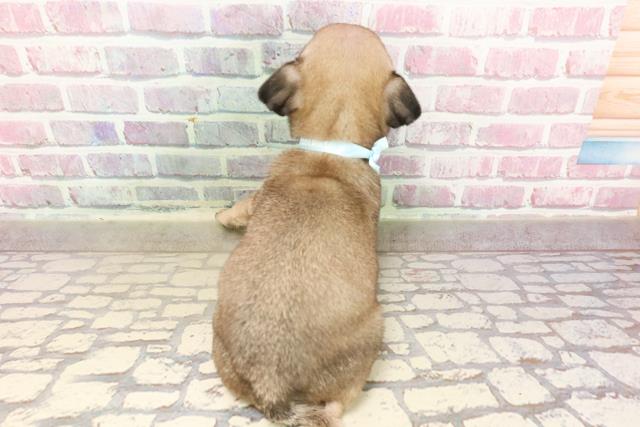 静岡県のパグ (Coo&RIKU藤枝店/2025年6月9日生まれ/男の子/フォーン)の子犬の4枚目の画像