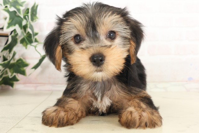 福岡県のヨークシャーテリア (Coo&RIKU筑後店/2025年6月9日生まれ/男の子/スチールブルータン)の子犬