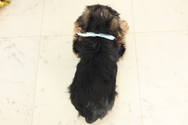 福岡県のヨークシャーテリア (Coo&RIKU大牟田店/2025年6月9日生まれ/男の子/スチールブルータン)の子犬の4枚目の画像