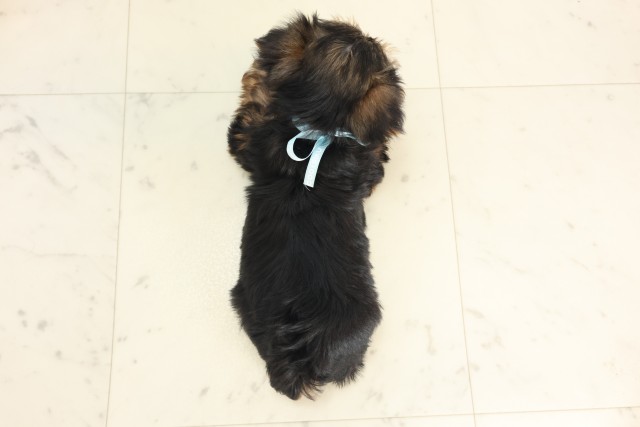 熊本県のヨークシャーテリア (Coo&RIKUカリーノ玉名店/2025年6月9日生まれ/男の子/スチールブルータン)の子犬の4枚目の画像