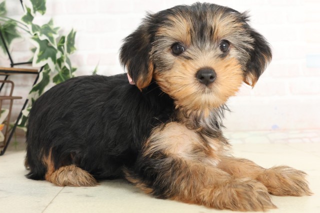 宮崎県のヨークシャーテリア (Coo&RIKU宮崎店/2025年6月9日生まれ/女の子/スチールブルータン)の子犬の2枚目の画像