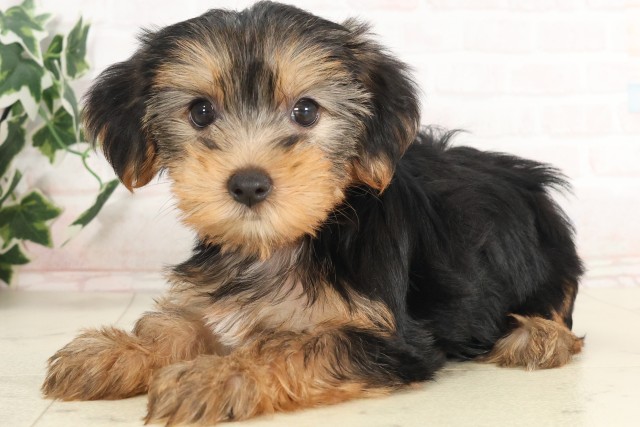 宮崎県のヨークシャーテリア (Coo&RIKU宮崎店/2025年6月9日生まれ/女の子/スチールブルータン)の子犬の3枚目の画像