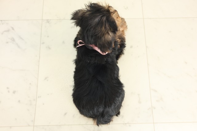 宮崎県のヨークシャーテリア (Coo&RIKU宮崎店/2025年6月9日生まれ/女の子/スチールブルータン)の子犬の4枚目の画像
