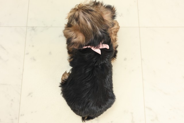 福岡県のヨークシャーテリア (Coo&RIKU小倉店/2025年6月9日生まれ/女の子/スチールブルータン)の子犬の4枚目の画像