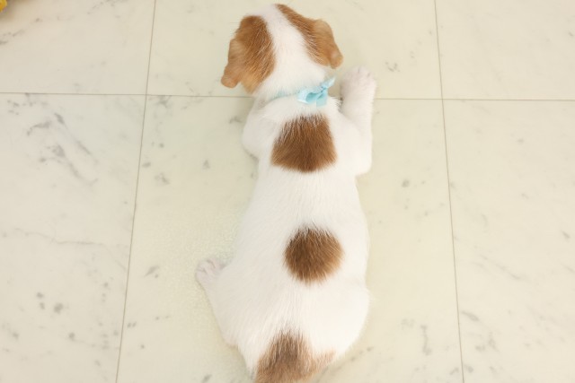 大分県のジャックラッセルテリア (Coo&RIKU大分店/2025年6月9日生まれ/男の子/タンホワイト)の子犬の4枚目の画像