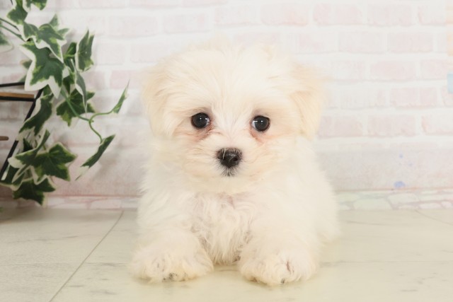 大分県のマルチーズ (Coo&RIKU大分店/2025年6月11日生まれ/女の子/ホワイト)の子犬