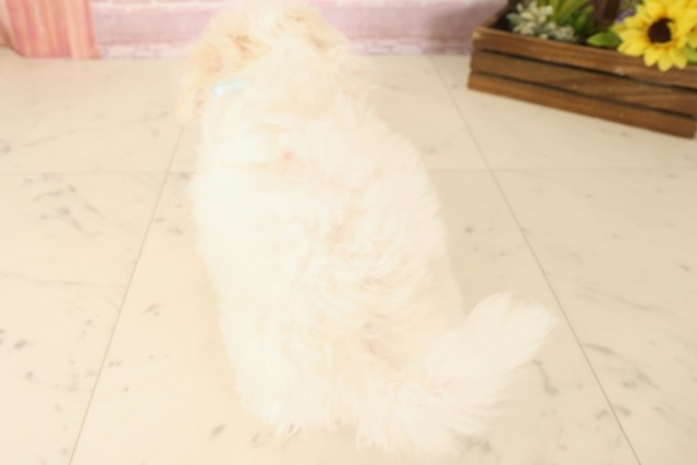 熊本県のビションフリーゼ (Coo&RIKUイオンモール宇城店/2025年6月9日生まれ/男の子/ホワイト)の子犬の4枚目の画像