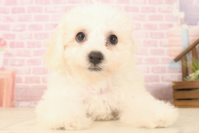 熊本県のビションフリーゼ (Coo&RIKUカリーノ玉名店/2025年6月9日生まれ/男の子/ホワイト)の子犬の1枚目の画像
