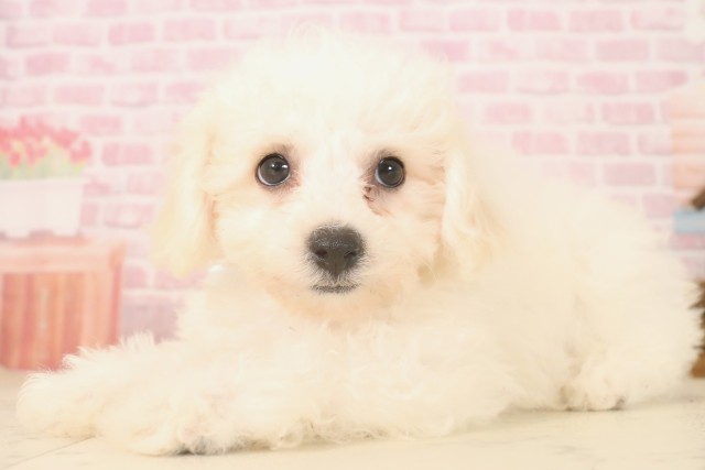 熊本県のビションフリーゼ (Coo&RIKUカリーノ玉名店/2025年6月9日生まれ/男の子/ホワイト)の子犬の3枚目の画像