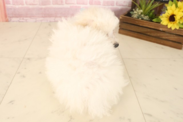 熊本県のビションフリーゼ (Coo&RIKUカリーノ玉名店/2025年6月9日生まれ/男の子/ホワイト)の子犬の4枚目の画像