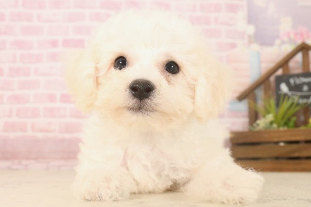 福岡県のビションフリーゼ (Coo&RIKU福岡古賀店/2025年6月9日生まれ/男の子/ホワイト)の子犬の1枚目の画像