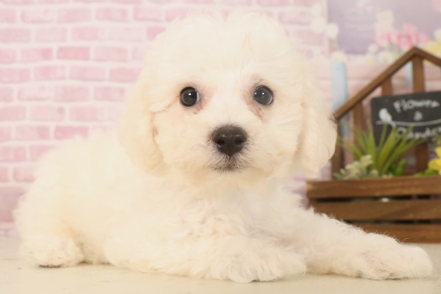 福岡県のビションフリーゼ (Coo&RIKU福岡古賀店/2025年6月9日生まれ/男の子/ホワイト)の子犬の2枚目の画像