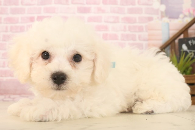 福岡県のビションフリーゼ (Coo&RIKU福岡古賀店/2025年6月9日生まれ/男の子/ホワイト)の子犬の3枚目の画像