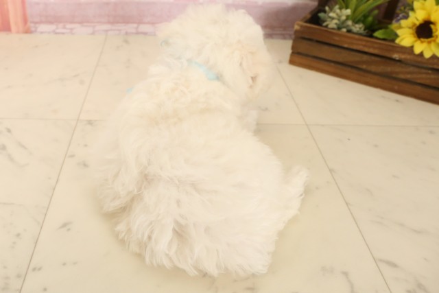 福岡県のビションフリーゼ (Coo&RIKU福岡古賀店/2025年6月9日生まれ/男の子/ホワイト)の子犬の4枚目の画像