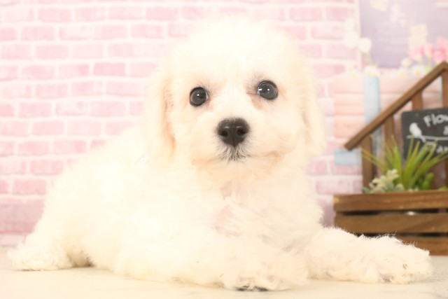 福岡県のビションフリーゼ (Coo&RIKU黒崎店/2025年6月9日生まれ/女の子/ホワイト)の子犬の2枚目の画像