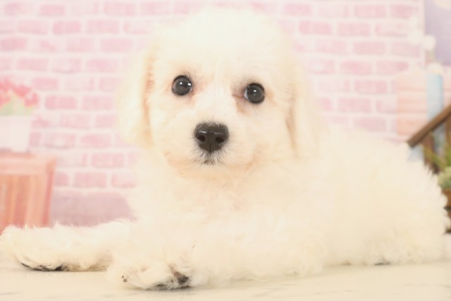 福岡県のビションフリーゼ (Coo&RIKU黒崎店/2025年6月9日生まれ/女の子/ホワイト)の子犬の3枚目の画像
