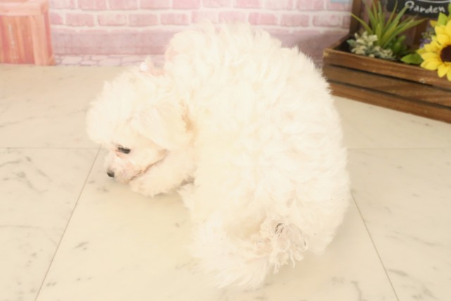 福岡県のビションフリーゼ (Coo&RIKU黒崎店/2025年6月9日生まれ/女の子/ホワイト)の子犬の4枚目の画像