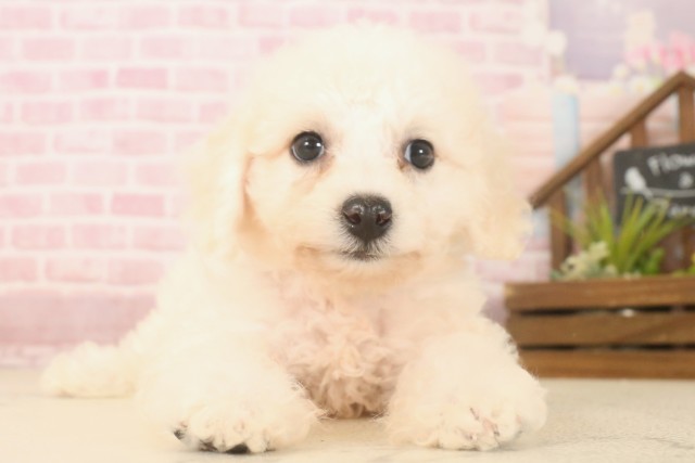 佐賀県のビションフリーゼ (Coo&RIKU佐賀神埼店/2025年6月9日生まれ/女の子/ホワイト)の子犬の1枚目の画像