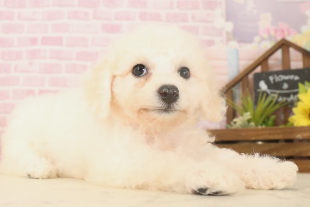 佐賀県のビションフリーゼ (Coo&RIKU佐賀神埼店/2025年6月9日生まれ/女の子/ホワイト)の子犬の2枚目の画像