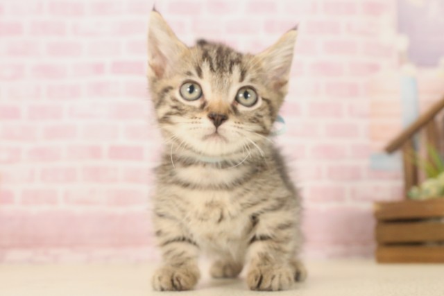 福岡県のマンチカン (Coo&RIKUゆめタウン飯塚店/2025年6月5日生まれ/男の子/ブラウンタビー)の子猫の1枚目の画像