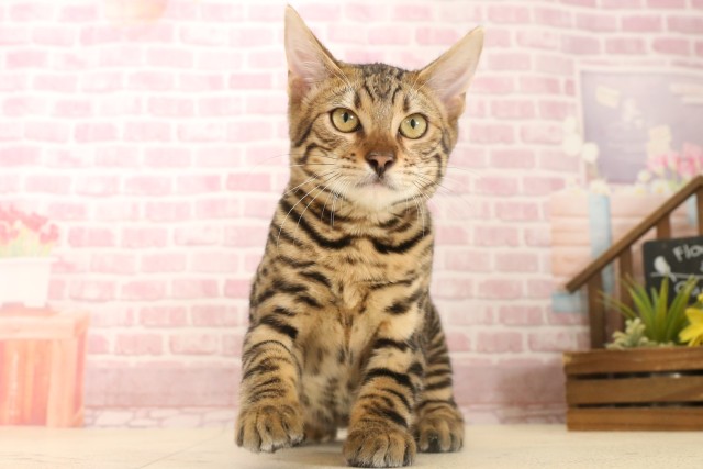 福岡県のトイガー (Coo&RIKU小倉店/2025年3月7日生まれ/男の子/ブラウンスポットタビー)の子猫