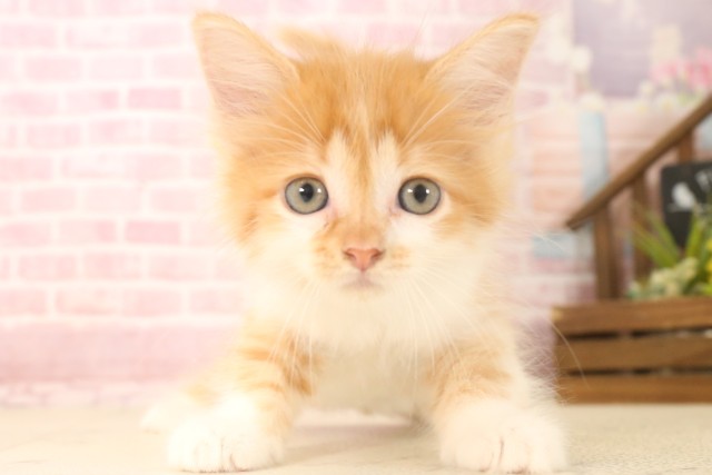 福岡県のミヌエット (Coo&RIKU福岡東店/2025年6月7日生まれ/男の子/レッドタビーホワイト)の子猫の1枚目の画像