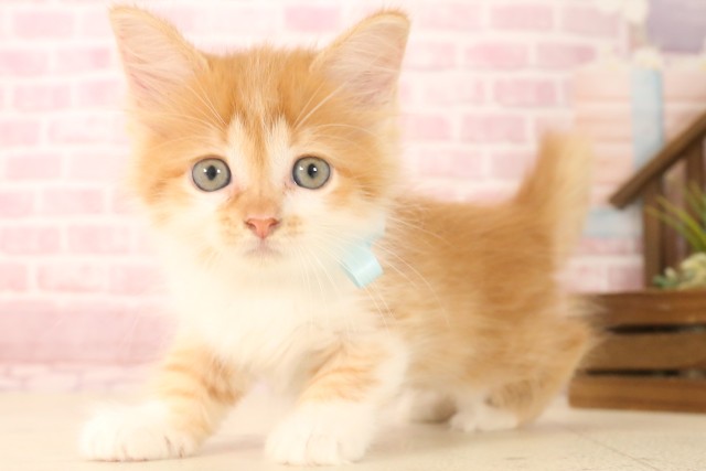 福岡県のミヌエット (Coo&RIKU福岡東店/2025年6月7日生まれ/男の子/レッドタビーホワイト)の子猫の3枚目の画像