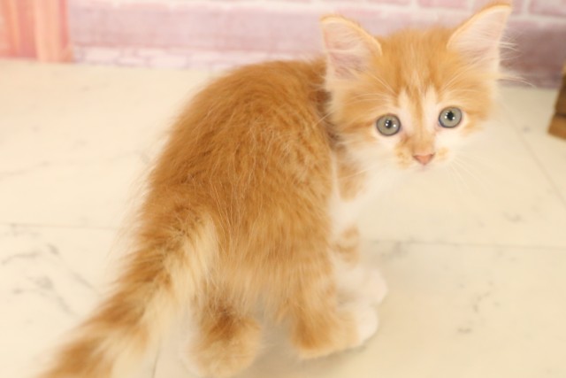 福岡県のミヌエット (Coo&RIKU福岡東店/2025年6月7日生まれ/男の子/レッドタビーホワイト)の子猫の4枚目の画像