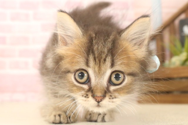 鹿児島県のミヌエット (Coo&RIKU霧島店/2025年5月28日生まれ/男の子/ブラウンタビー)の子猫の1枚目の画像