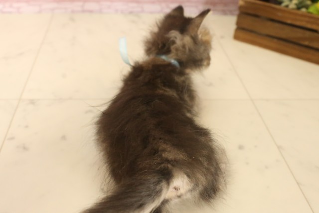 鹿児島県のミヌエット (Coo&RIKU霧島店/2025年5月28日生まれ/男の子/ブラウンタビー)の子猫の4枚目の画像