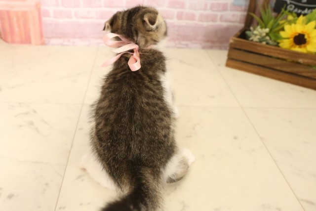 福岡県のフォールデックス (Coo&RIKU福岡東店/2025年6月3日生まれ/女の子/ブラウンタビー)の子猫の4枚目の画像