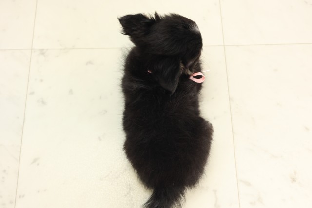 宮崎県のチワワ(ロング) (Coo&RIKU宮崎店/2025年6月6日生まれ/女の子/ブラックタンホワイト)の子犬の4枚目の画像