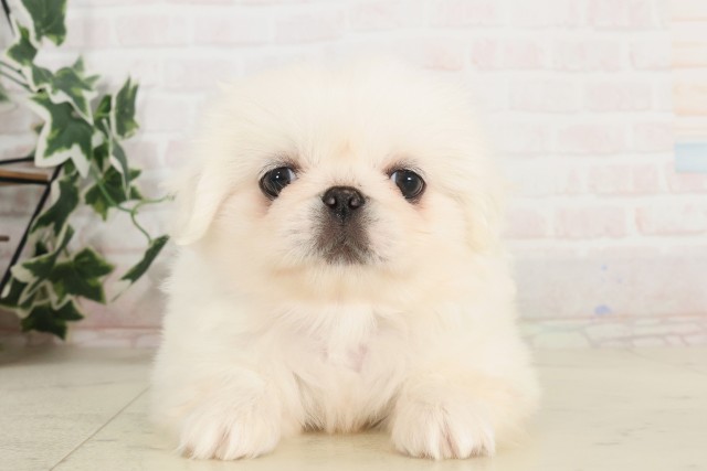 沖縄県のペキニーズ (Coo&RIKU沖縄浦添店/2025年6月10日生まれ/男の子/ホワイト)の子犬