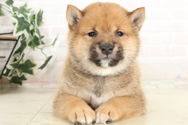 沖縄県の豆柴 (Coo&RIKU沖縄浦添店/2025年6月10日生まれ/男の子/赤)の子犬の1枚目の画像