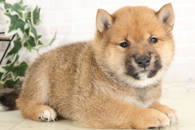 沖縄県の豆柴 (Coo&RIKU沖縄浦添店/2025年6月10日生まれ/男の子/赤)の子犬の2枚目の画像