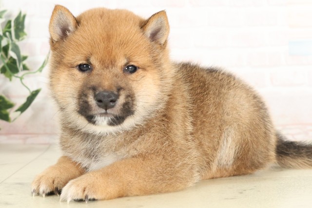 沖縄県の豆柴 (Coo&RIKU沖縄浦添店/2025年6月10日生まれ/男の子/赤)の子犬の3枚目の画像