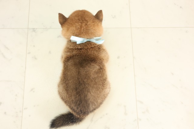 沖縄県の豆柴 (Coo&RIKU沖縄浦添店/2025年6月10日生まれ/男の子/赤)の子犬の4枚目の画像